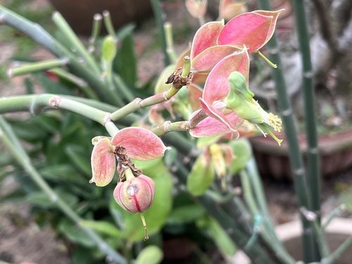 Pedilanthus bracteatus (Jacq.) Boiss.