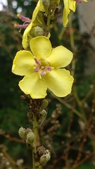 Verbascum gaillardotii
