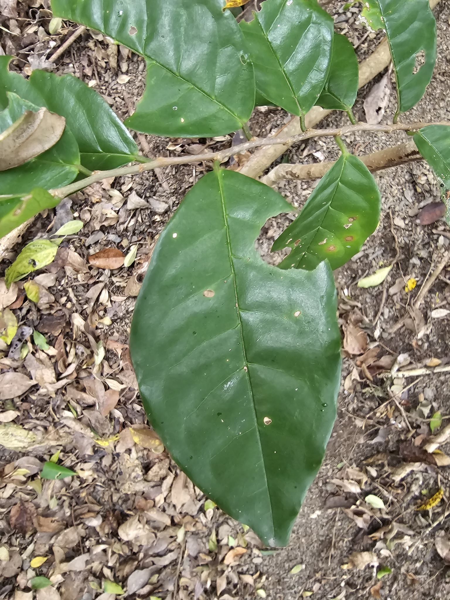 Imagem de Bacuri-sororoca