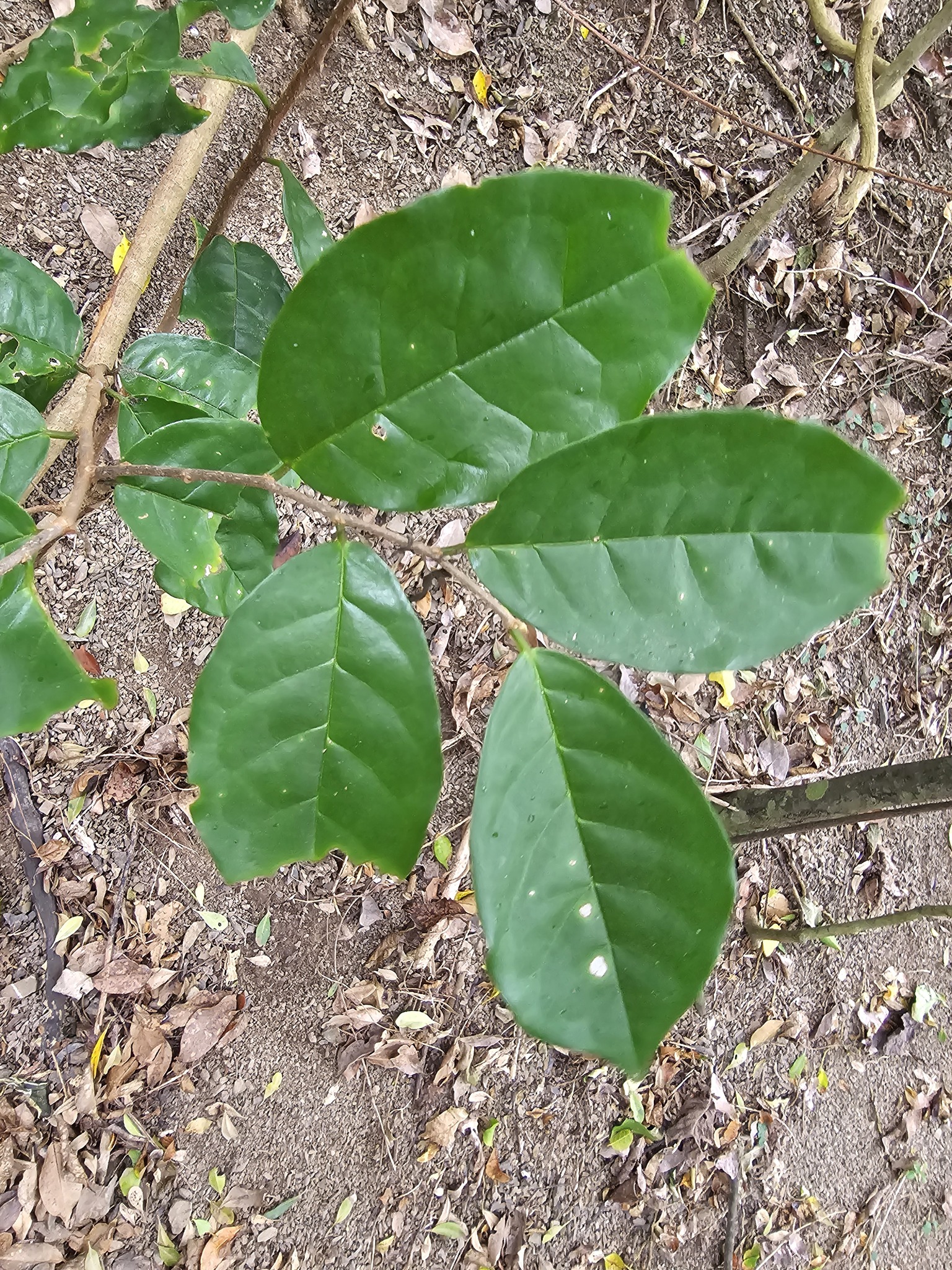 Imagem de Bacuri-sororoca