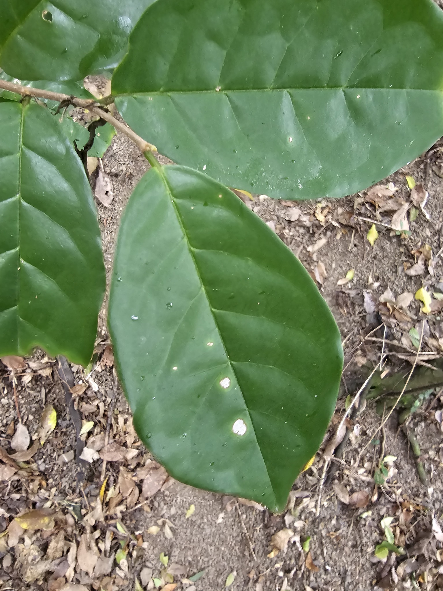 Imagem de Bacuri-sororoca