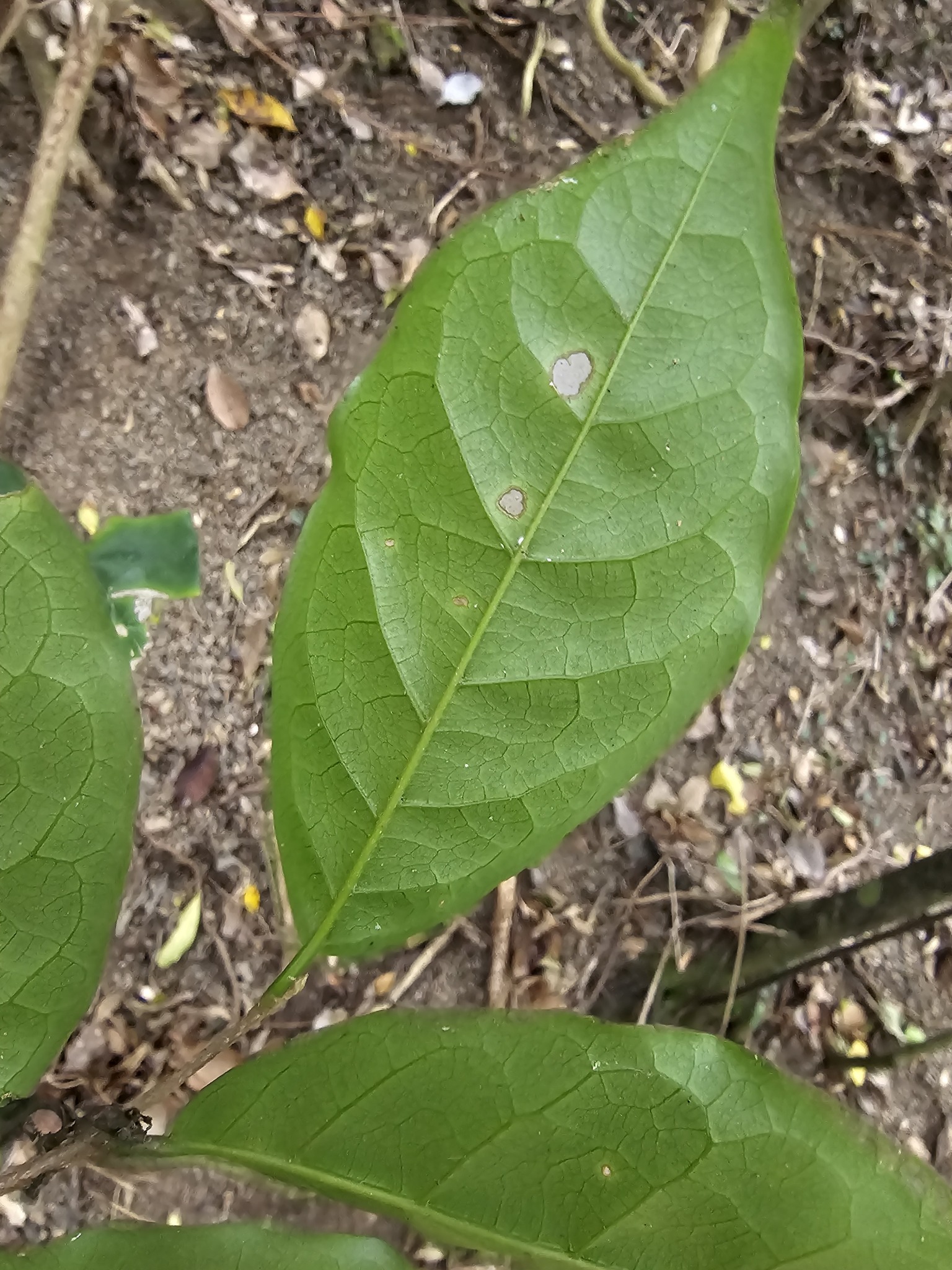 Imagem de Bacuri-sororoca