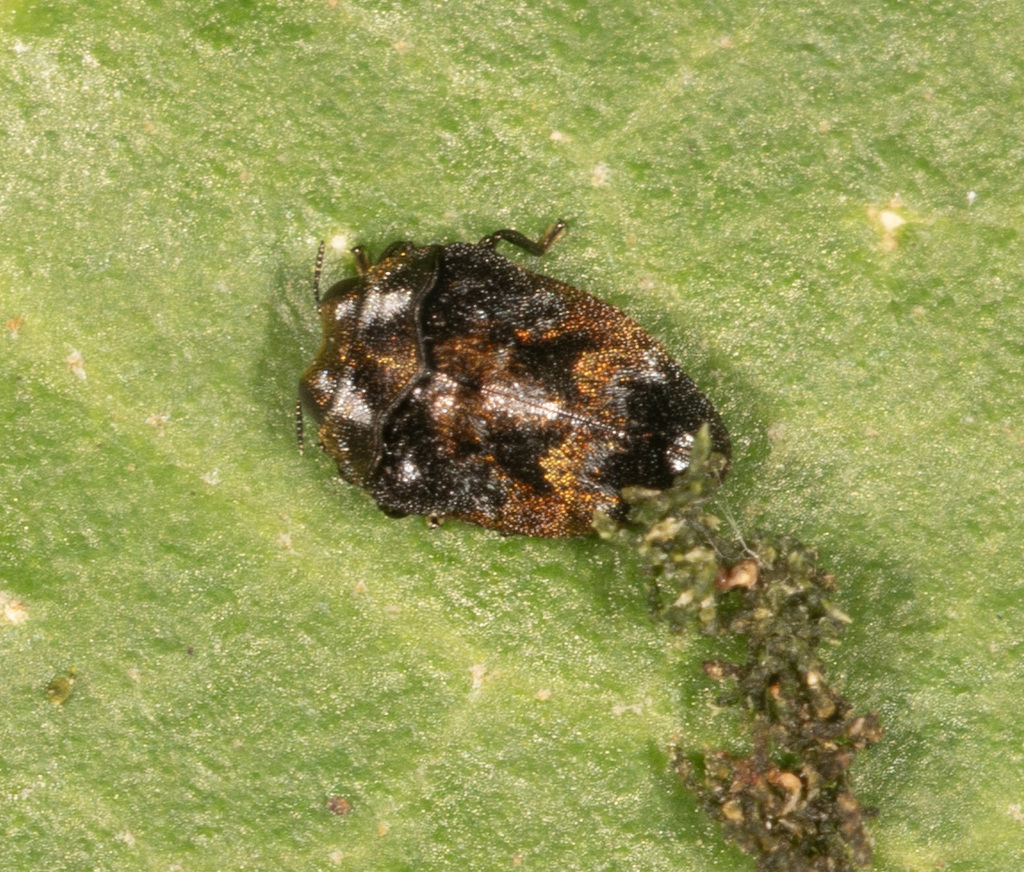 Trachys thoracicus