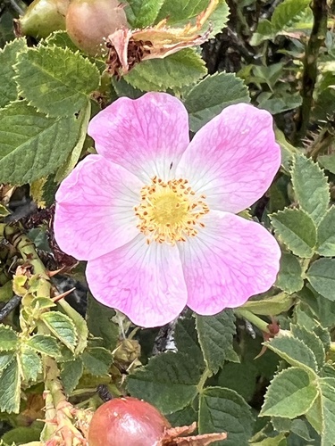 Rosa mosqueta