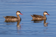 Red-Billed Teal photo 5
