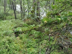 Picea jezoensis jezoensis
