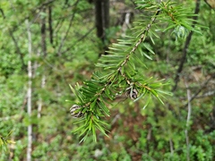Picea jezoensis jezoensis