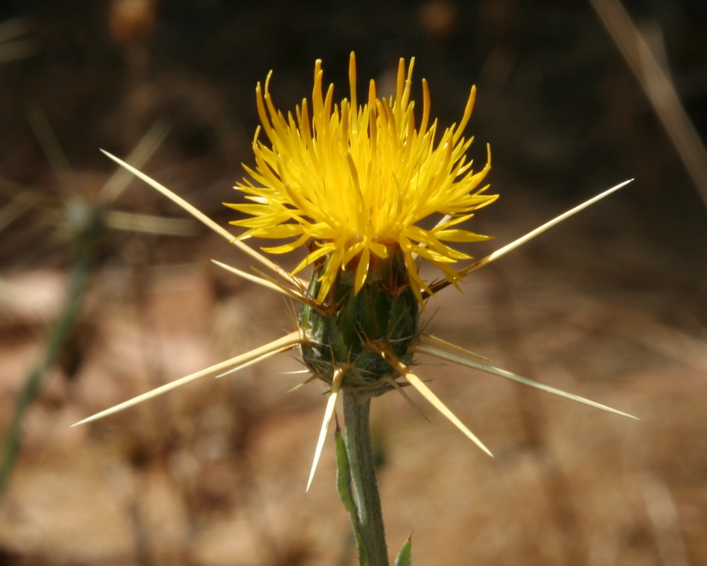 Centaurea solstitialis