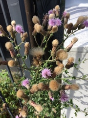 Cirsium arvense