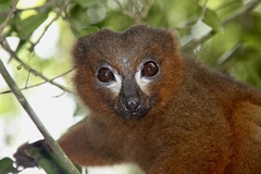 Red-Bellied Lemur photo 3