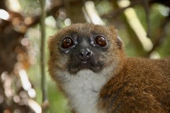 Red-Bellied Lemur photo 2