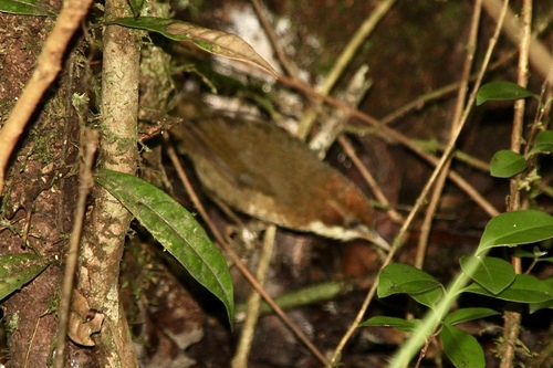 White-throated Oxylabes (Oxylabes madagascariensis), photo 9
