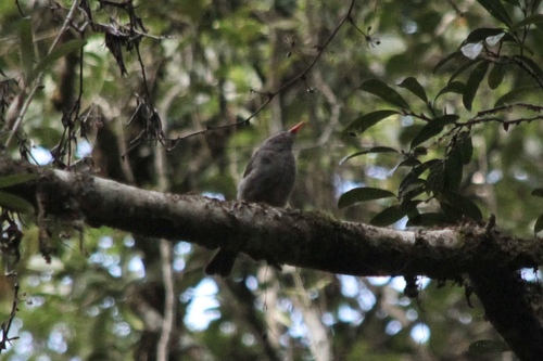 Malagasy Bulbul (Hypsipetes madagascariensis), photo 4