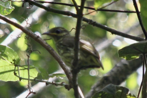 Velvet Asity (Philepitta castanea), photo 2