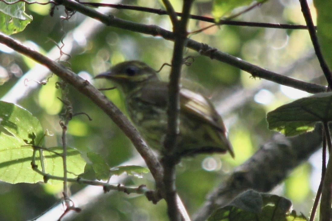 Velvet Asity (Philepitta castanea), photo 2
