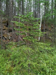 Picea jezoensis jezoensis