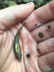 Etheostoma zonale