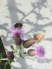 Cirsium arvense