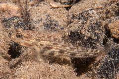 Gladiator Goby photo 4