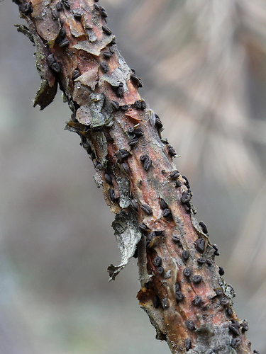 Cenangium ferruginosum observed 2025-03-09