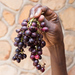 West African Tree Grape - Photo (c) William Haun, some rights reserved (CC BY-NC)