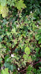 Geranium robertianum
