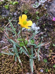 Ranunculus nivalis