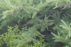 Larix kaempferi