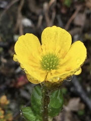 Ranunculus nivalis