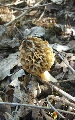 Morchella