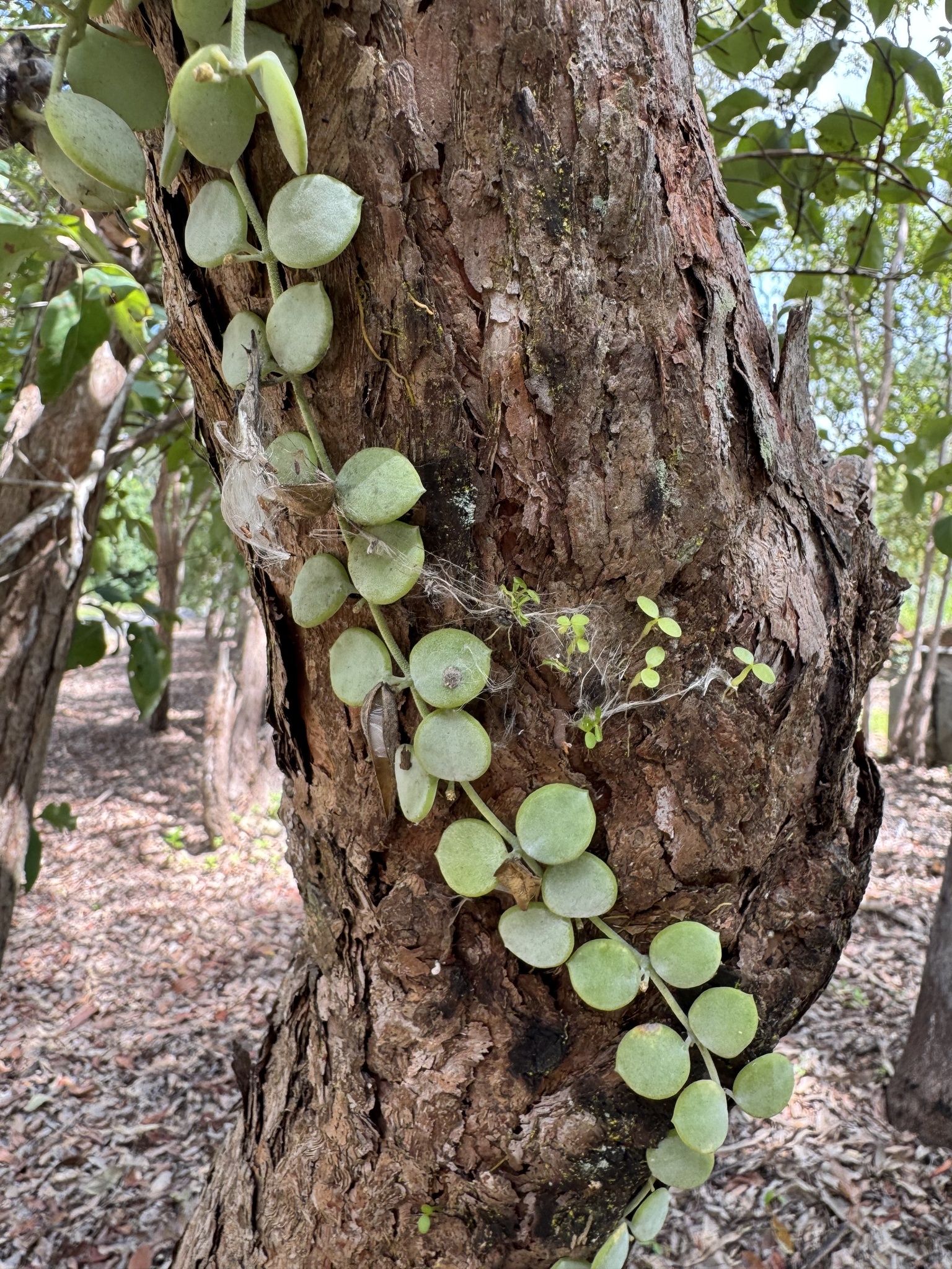 Imagem de Corda-de-sapo