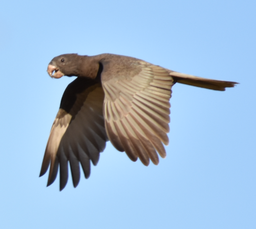 Greater Vasa Parrot