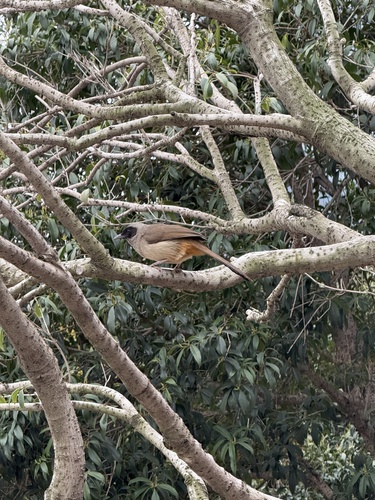 Masked Laughingthrush (Pterorhinus perspicillatus), photo 9