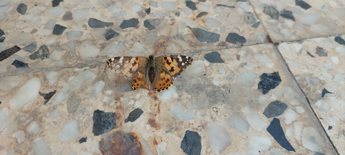 Painted Lady