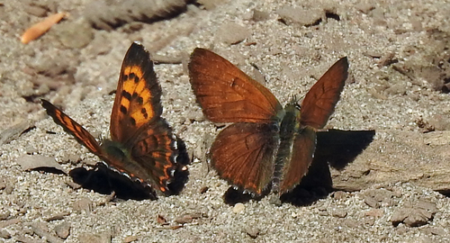 Mariposa Copper