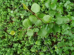 Betula divaricata