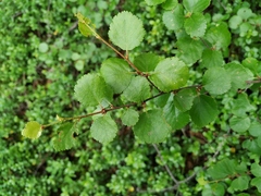 Betula divaricata