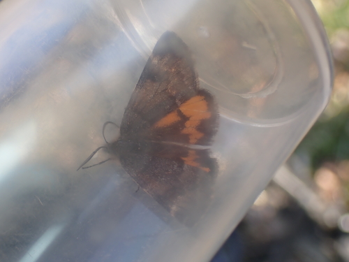 Boudinotiana notha