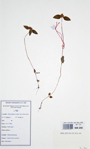 Antherotoma naudinii