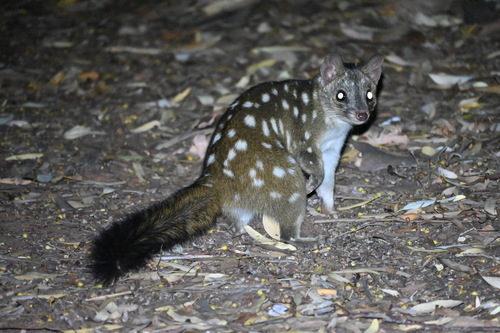 Dasyurus geoffroii Gould, 1841