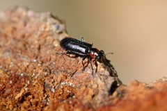 Placopterus thoracicus