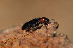 Placopterus thoracicus