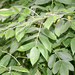 Fraxinus latifolia - Photo (c) Jean-Pol GRANDMONT, algunos derechos reservados (CC BY-SA)