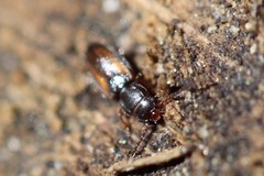 Laemophloeidae
