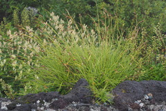 Carex doenitzii