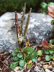Cardamine bellidifolia