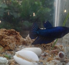 Betta