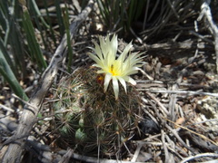 Coryphantha neglecta