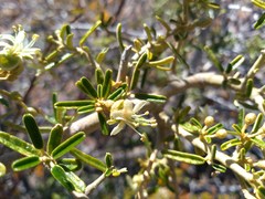 Atamisquea emarginata