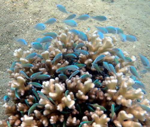 Blue-green Chromis, photo 9 of 9